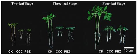 アンスリウム 茎が伸びすぎ：植物の成長と人間の欲望の狭間で