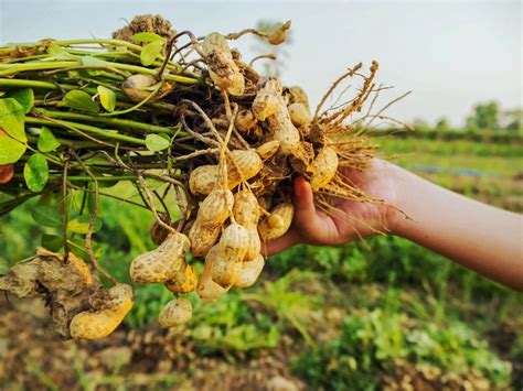 落花生栽培 初心者 - 落花生と宇宙の関係を探る