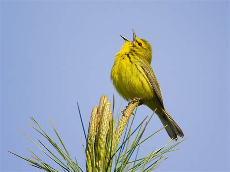 トラス構造 建物: なぜ鳥たちはその上で歌うのか？