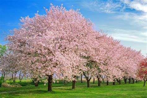 バラ科アレルギー: なぜ私たちは桜の下でピクニックをしながらリンゴを食べるのか？